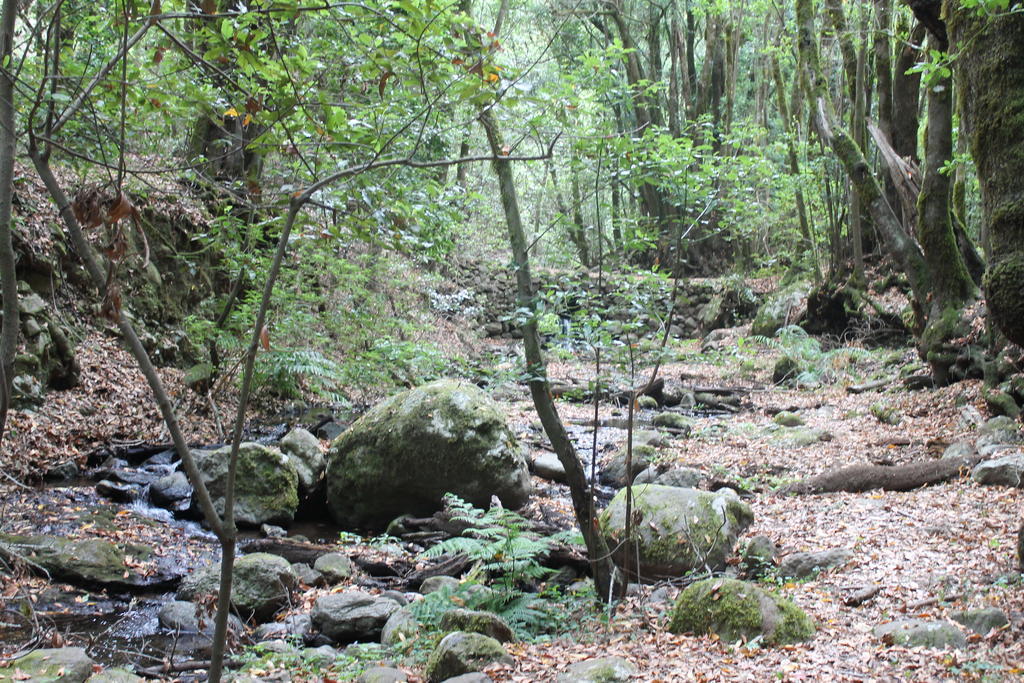 Casa Rural El Rincon De Antonia Agulo Εξωτερικό φωτογραφία